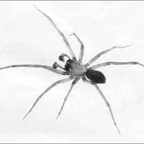 thumbnail for publication: Cribellate Spider, Metaltella simoni (Keyserling) (Arachnida: Araneae: Amphinectidae)